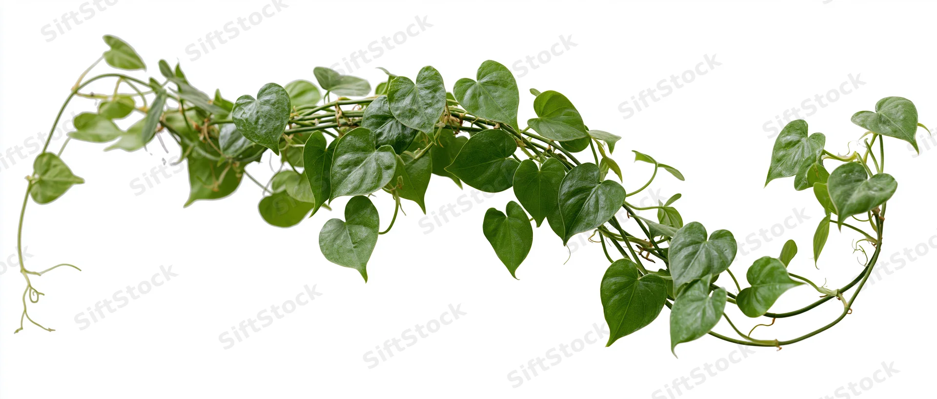 Trailing green vine with heart-shaped leaves curling against white background