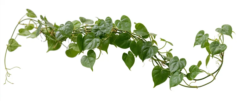 Trailing green vine with heart-shaped leaves curling against white background