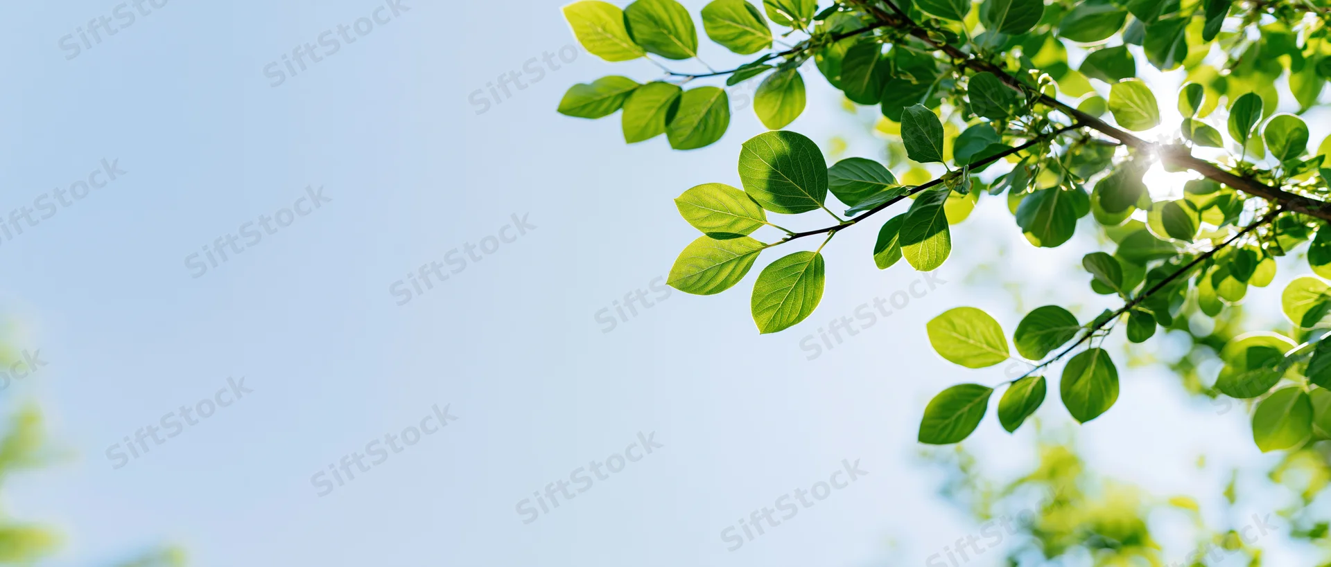 Tree branches with fresh green leaves against a clear blue sky