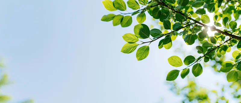 Tree branches with fresh green leaves against a clear blue sky