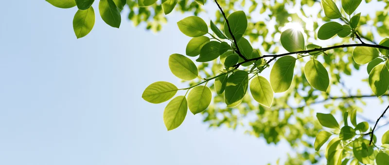 Tree branches with fresh green leaves against a clear blue sky