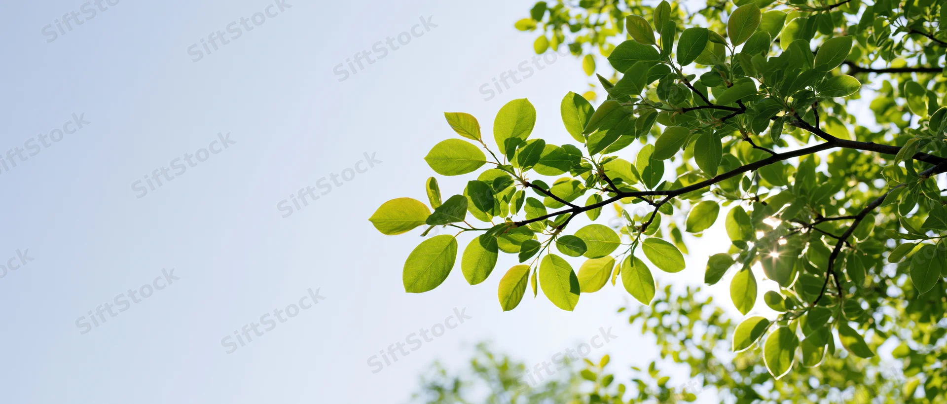 Tree branches with fresh green leaves against a clear blue sky