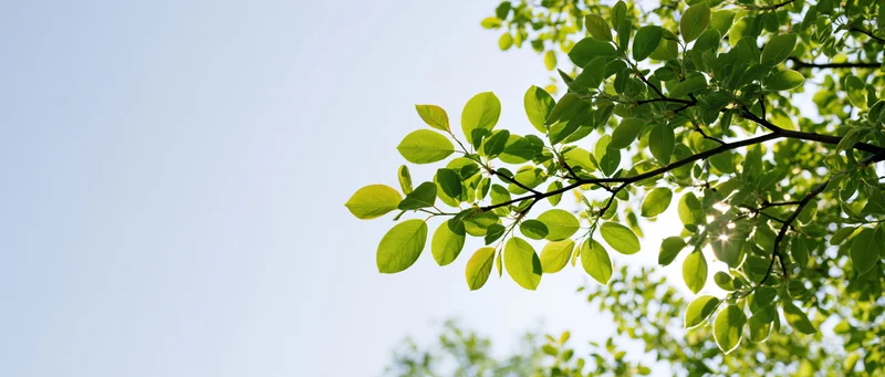 Tree branches with fresh green leaves against a clear blue sky