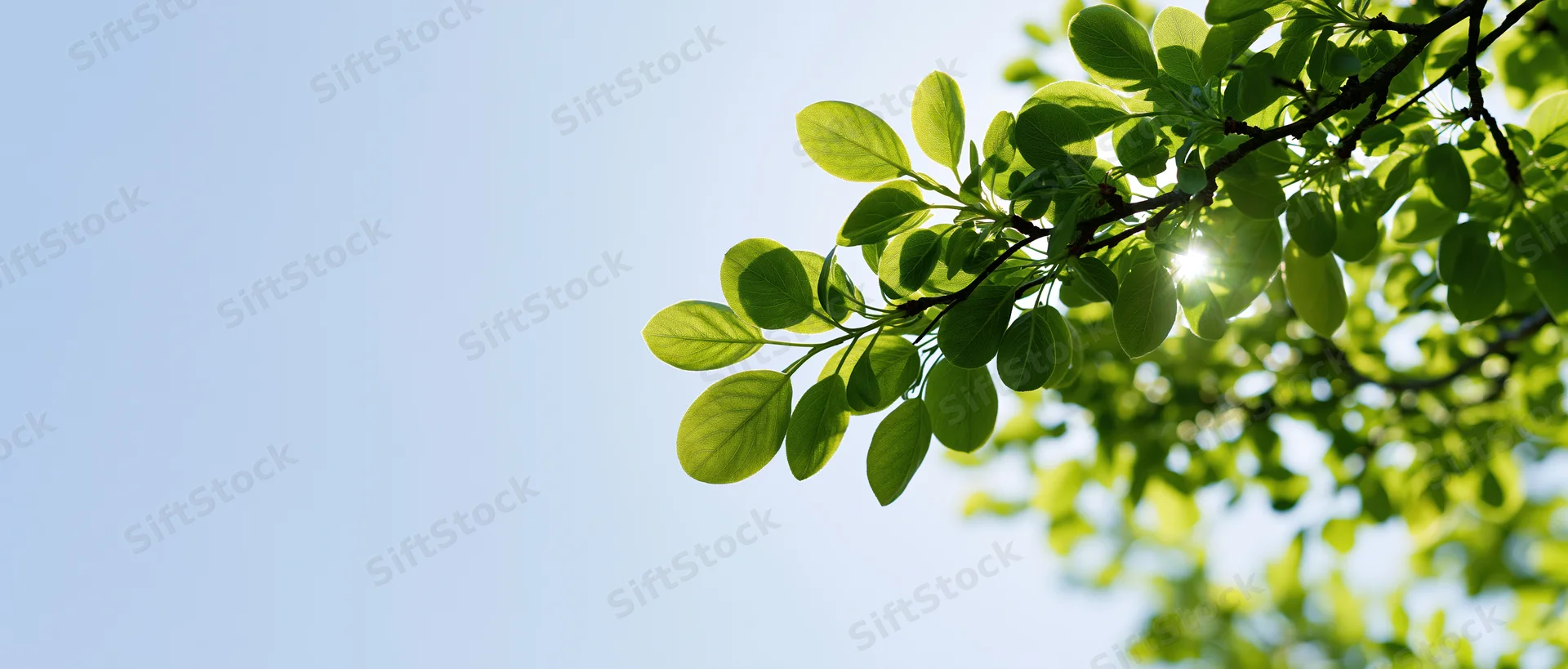 Tree branch with fresh green leaves against a clear blue sky