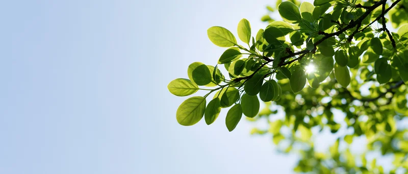 Tree branch with fresh green leaves against a clear blue sky
