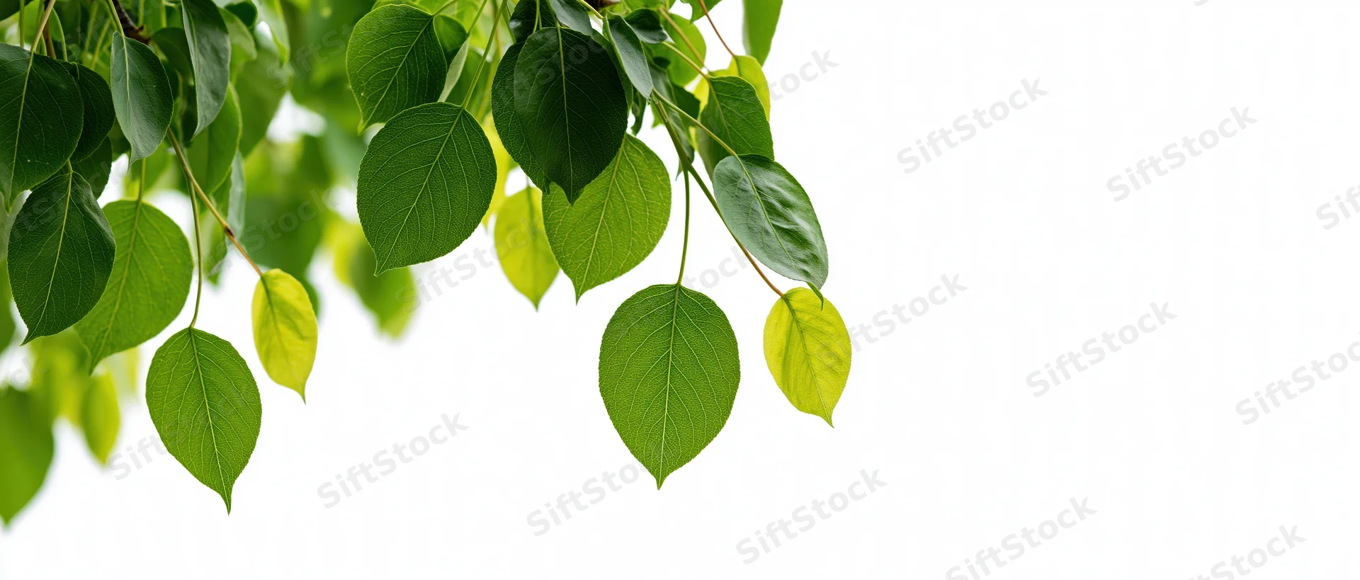 Green leaves hanging from tree branches against white background
