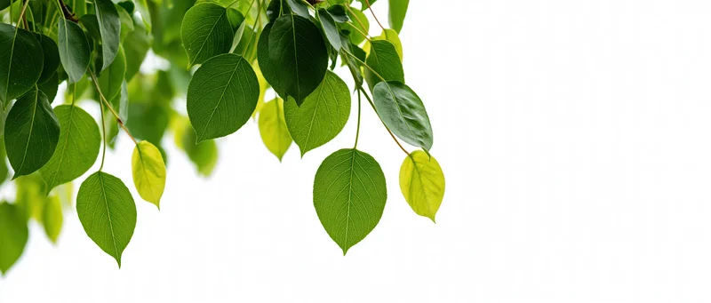 Green leaves hanging from tree branches against white background