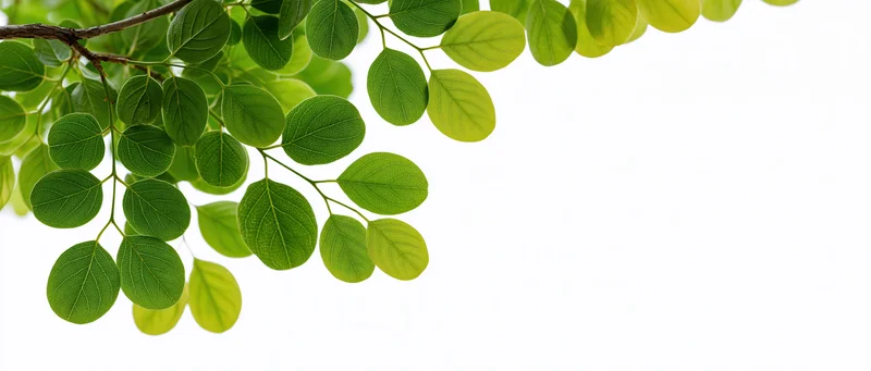 Green leaves hanging from a branch against a white background
