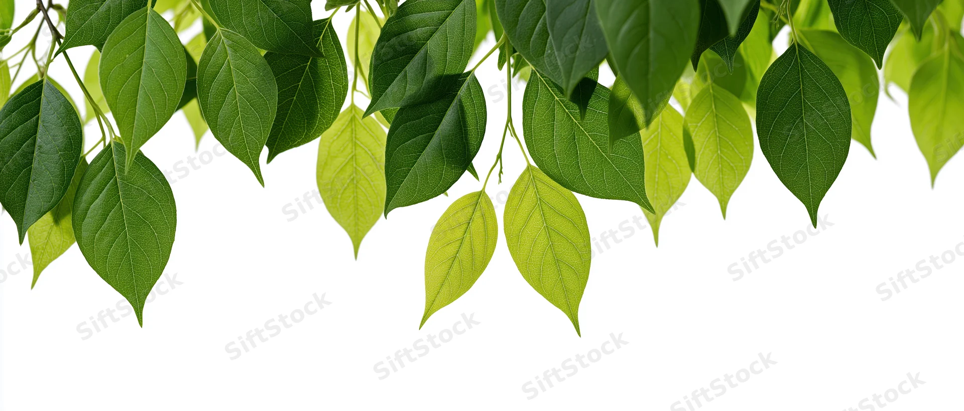 Green leaves hanging from branches against white background