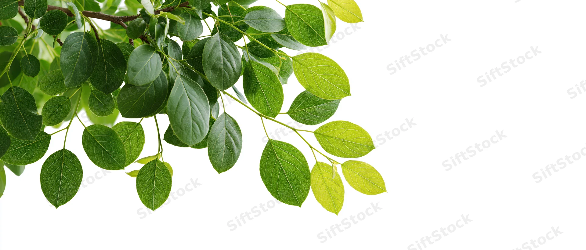 Green leaves hanging from a tree branch against white background