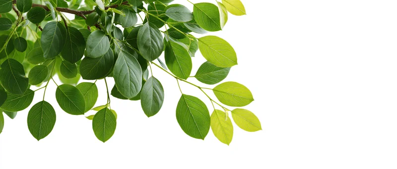 Green leaves hanging from a tree branch against white background