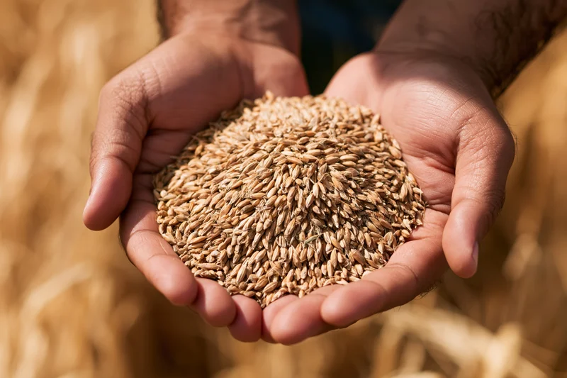Cupped hands holding wheat kernels in a sunlit field