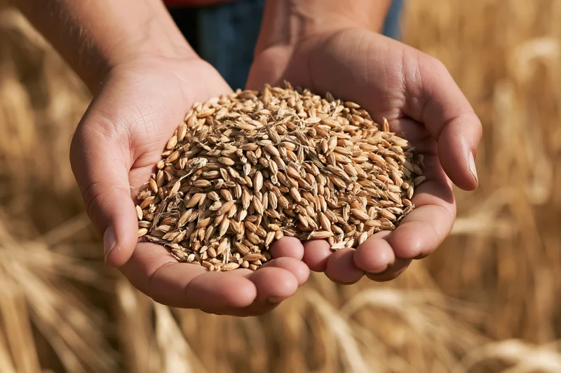 Hands cupped holding wheat kernels in a golden field