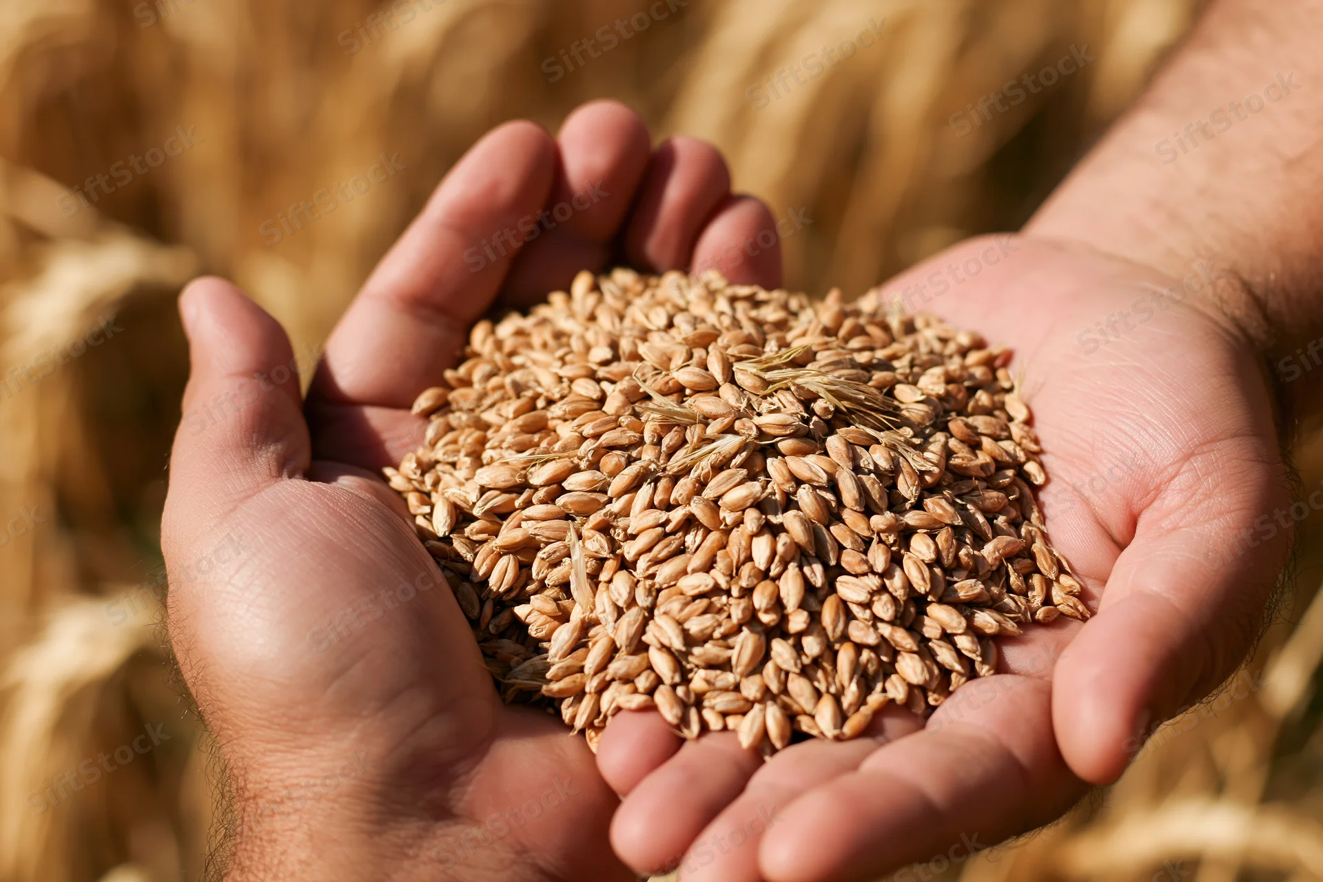 Hands cupped together holding wheat kernels in a golden field
