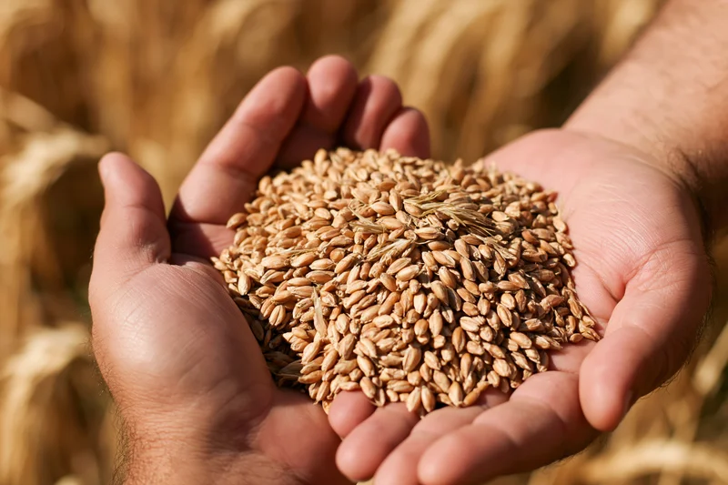 Hands cupped together holding wheat kernels in a golden field