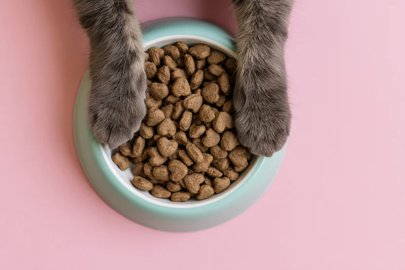 Cat paws resting on edge of mint bowl filled with heart-shaped kibble on pink background