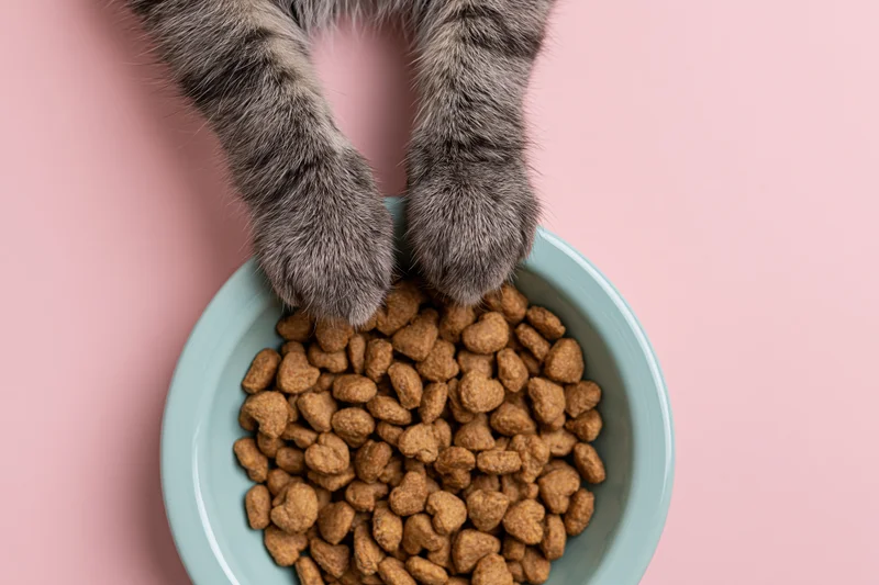 Cat paws resting on edge of mint bowl filled with dry kibble on pink background