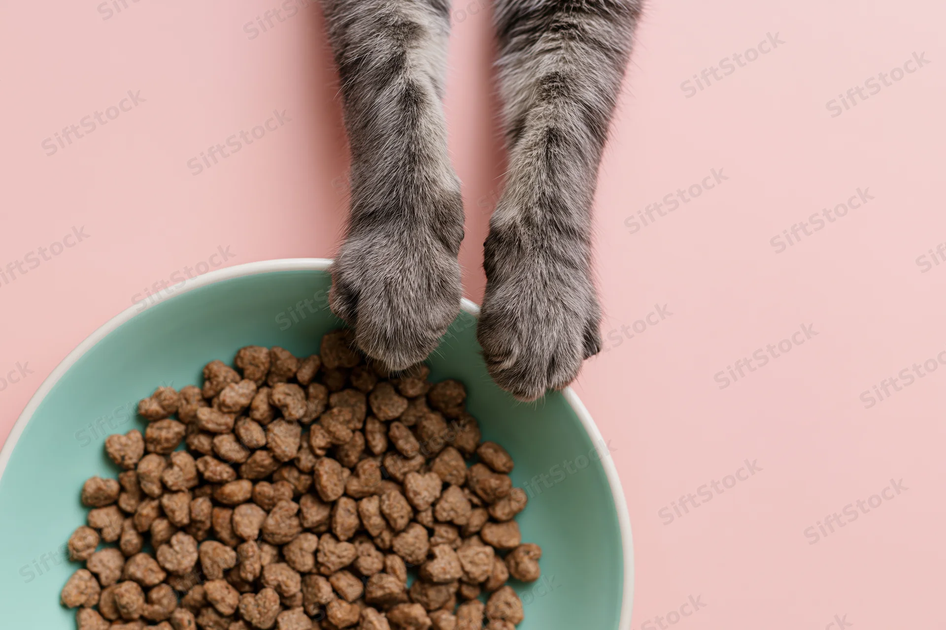 Cat paws resting on edge of mint bowl filled with dry kibble on pink background