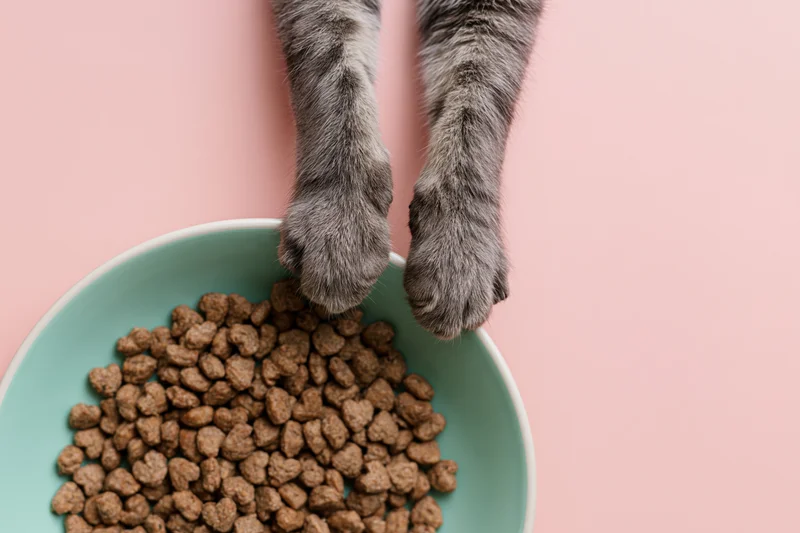 Cat paws resting on edge of mint bowl filled with dry kibble on pink background