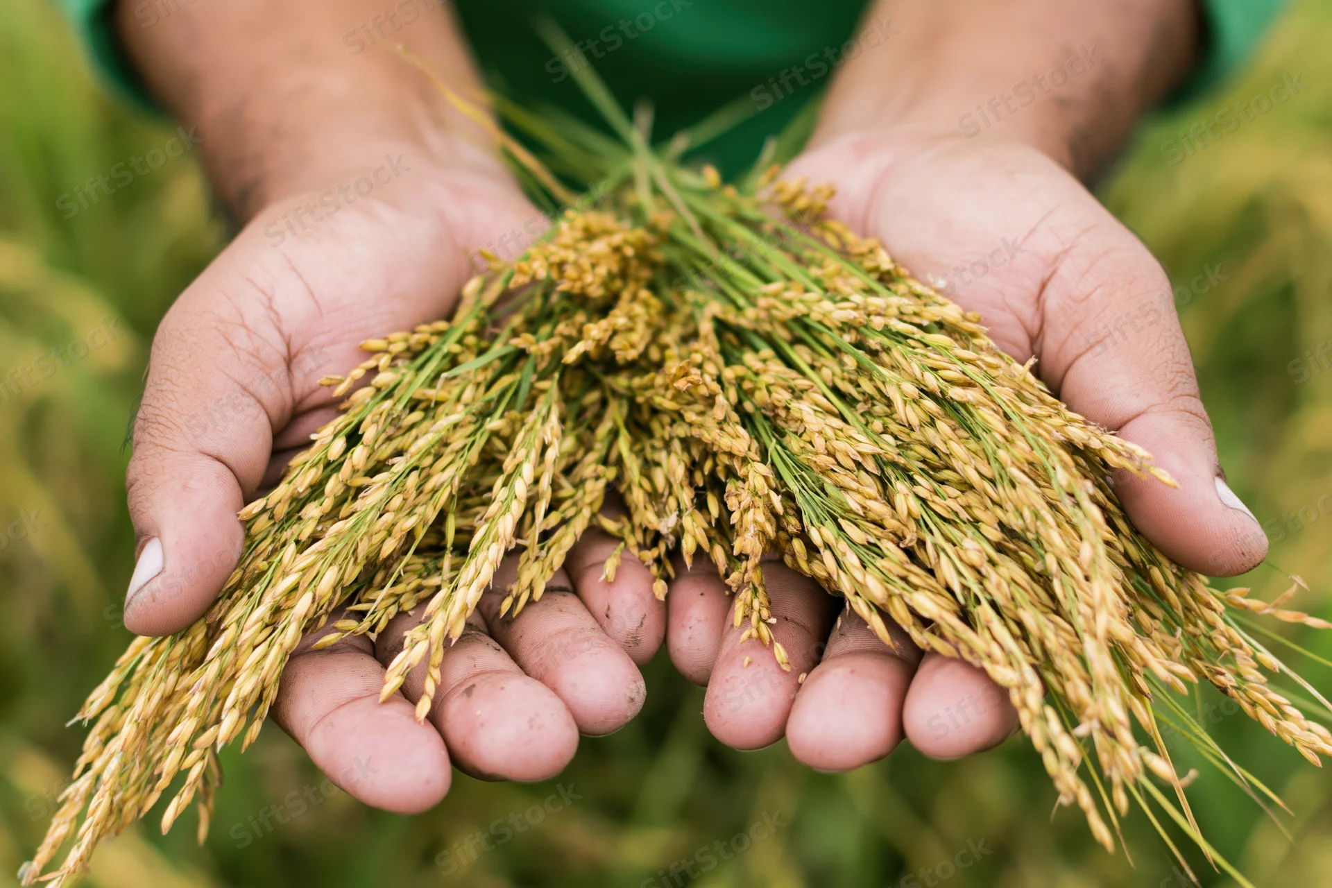 Hands holding freshly harvested rice stalks in a field