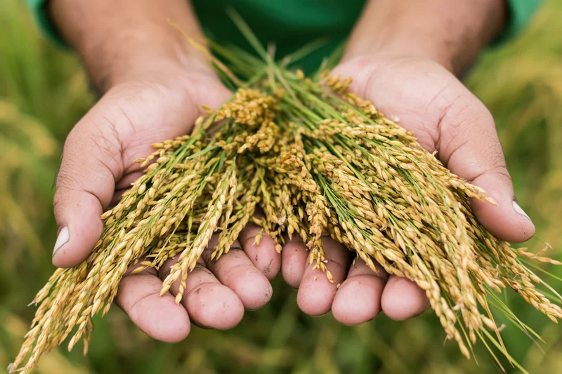 Hands holding freshly harvested rice stalks in a field