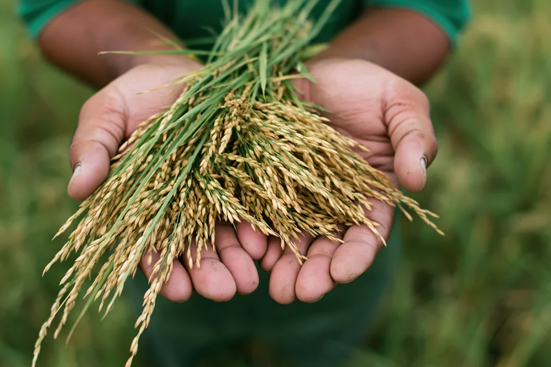Farmer's hands holding freshly harvested rice in a field