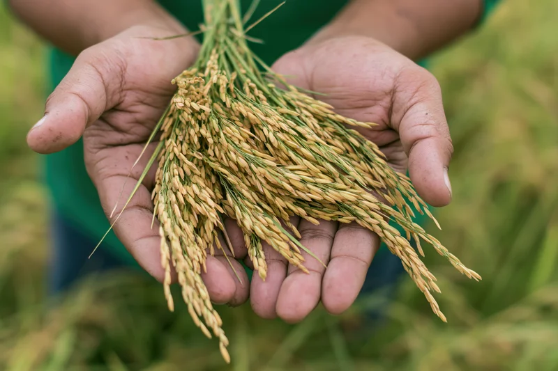 Hands holding freshly harvested rice in a paddy field
