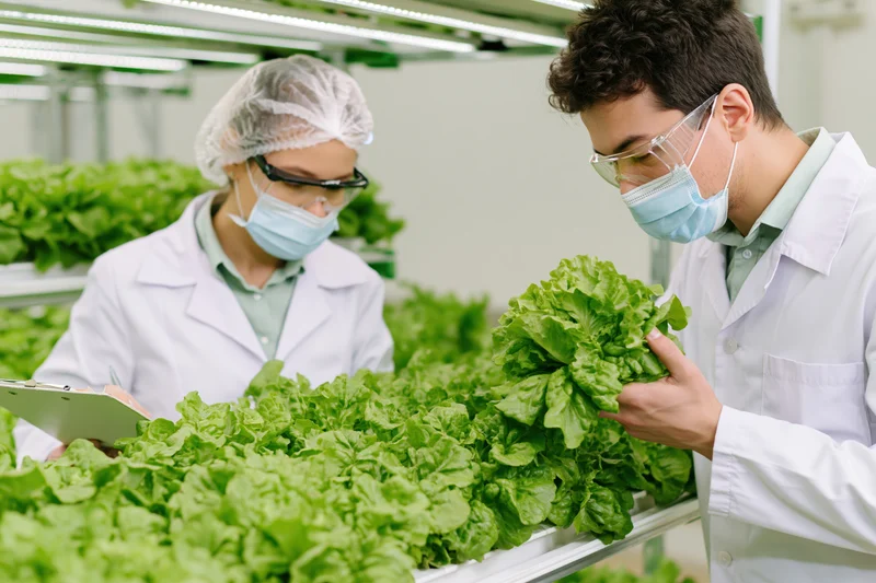 Two researchers inspecting lettuce in a hydroponic greenhouse
