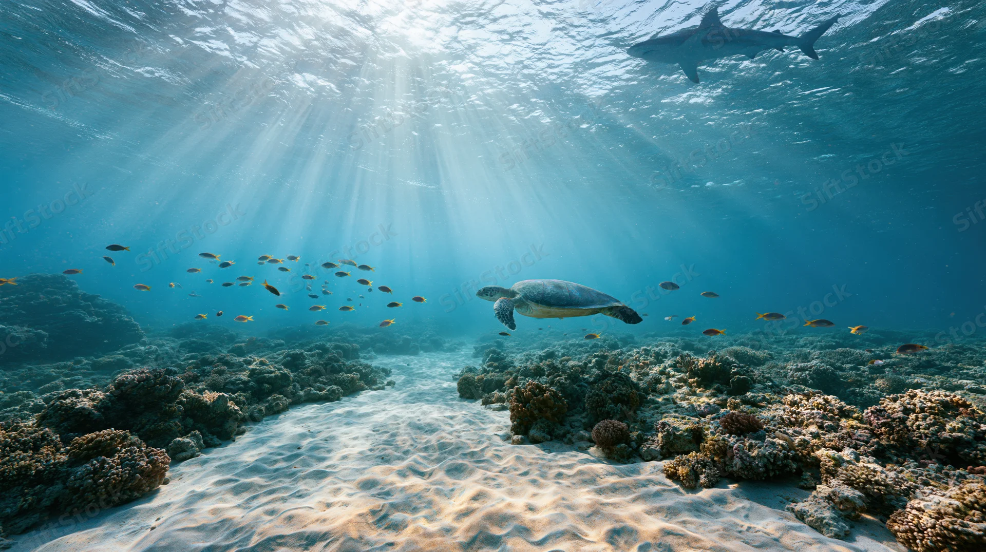 Sea turtle swimming over coral reef with fish and shark in shallow tropical ocean under sunlight