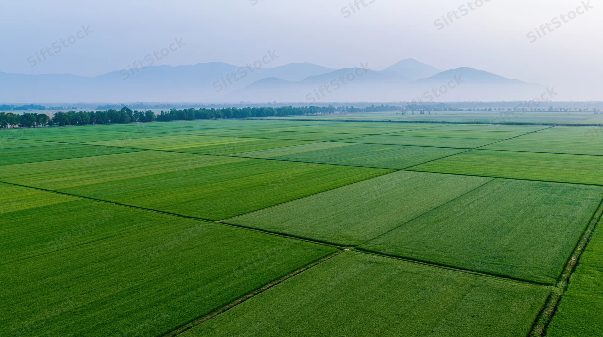 Aerial view of vast green rice paddy fields stretching to the horizon with distant mountains and hazy sky