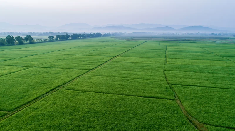 Aerial view of vast green rice paddy fields stretching to the horizon with distant mountains and misty sky
