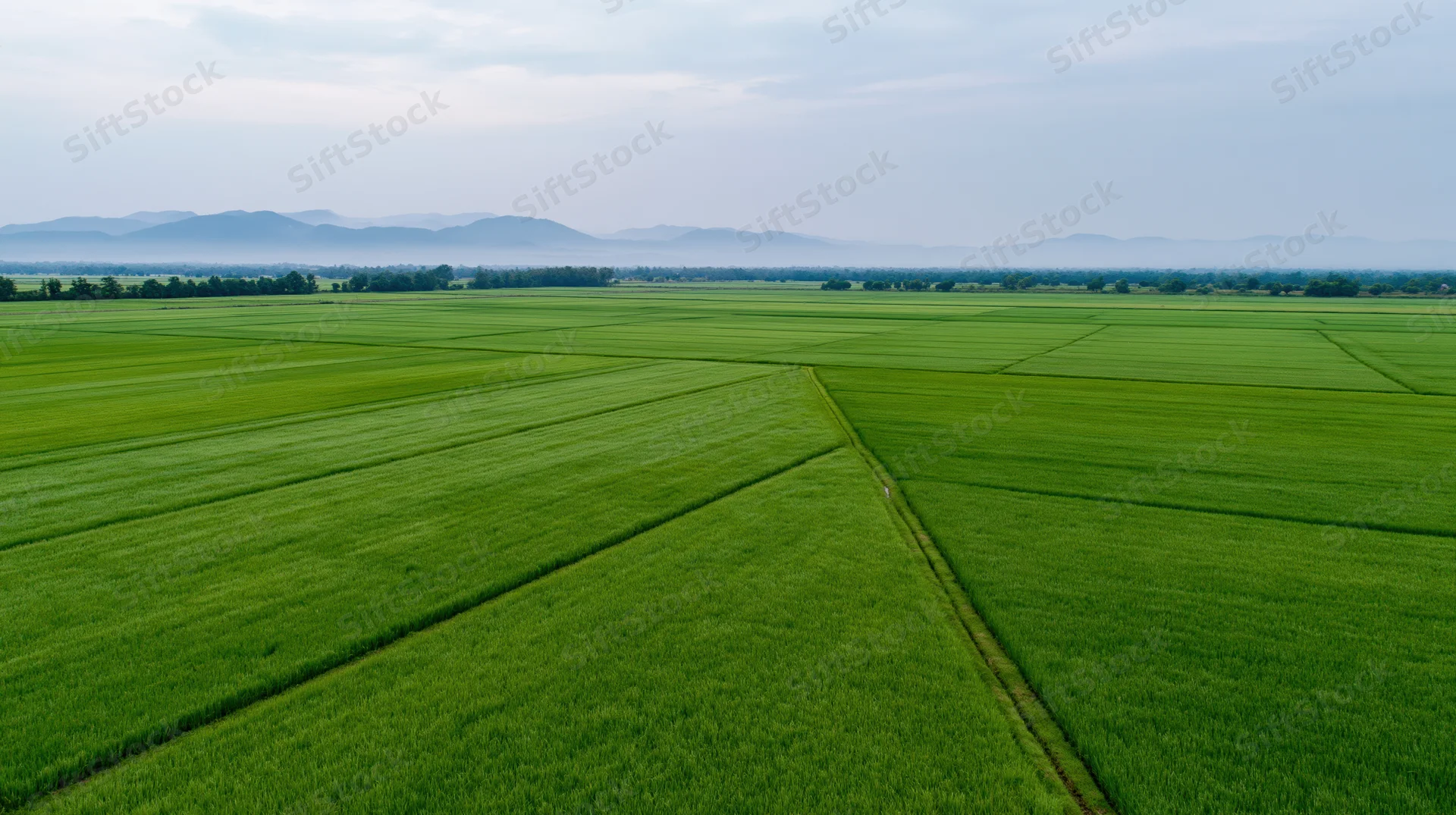 Aerial view of vast green rice paddy fields stretching to the horizon with distant mountains under overcast sky