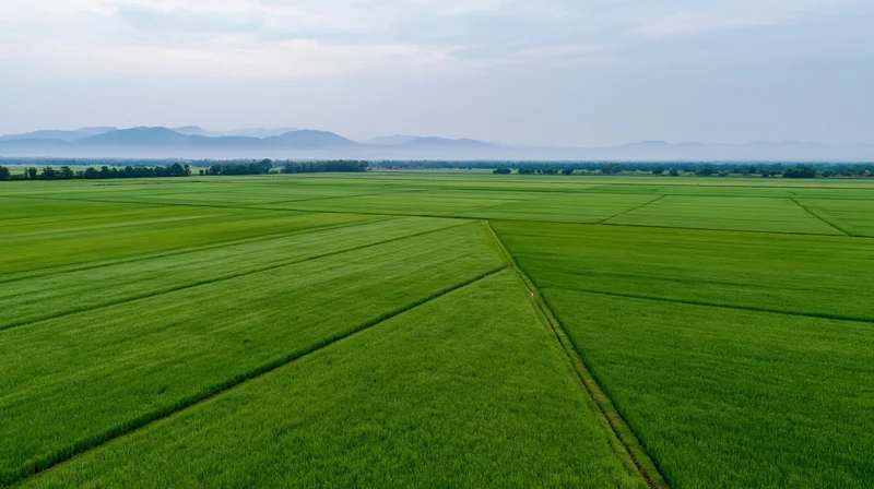 Aerial view of vast green rice paddy fields stretching to the horizon with distant mountains under overcast sky