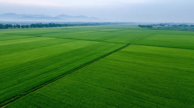 Aerial view of vast green rice paddy fields stretching to the horizon with distant mountains and sky