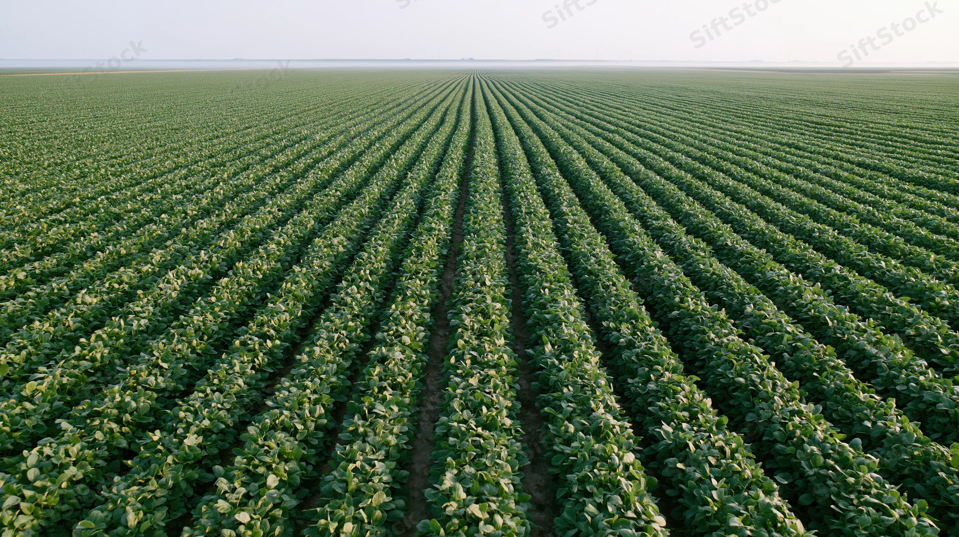 Rows of soybean plants stretching to the horizon in a vast agricultural field