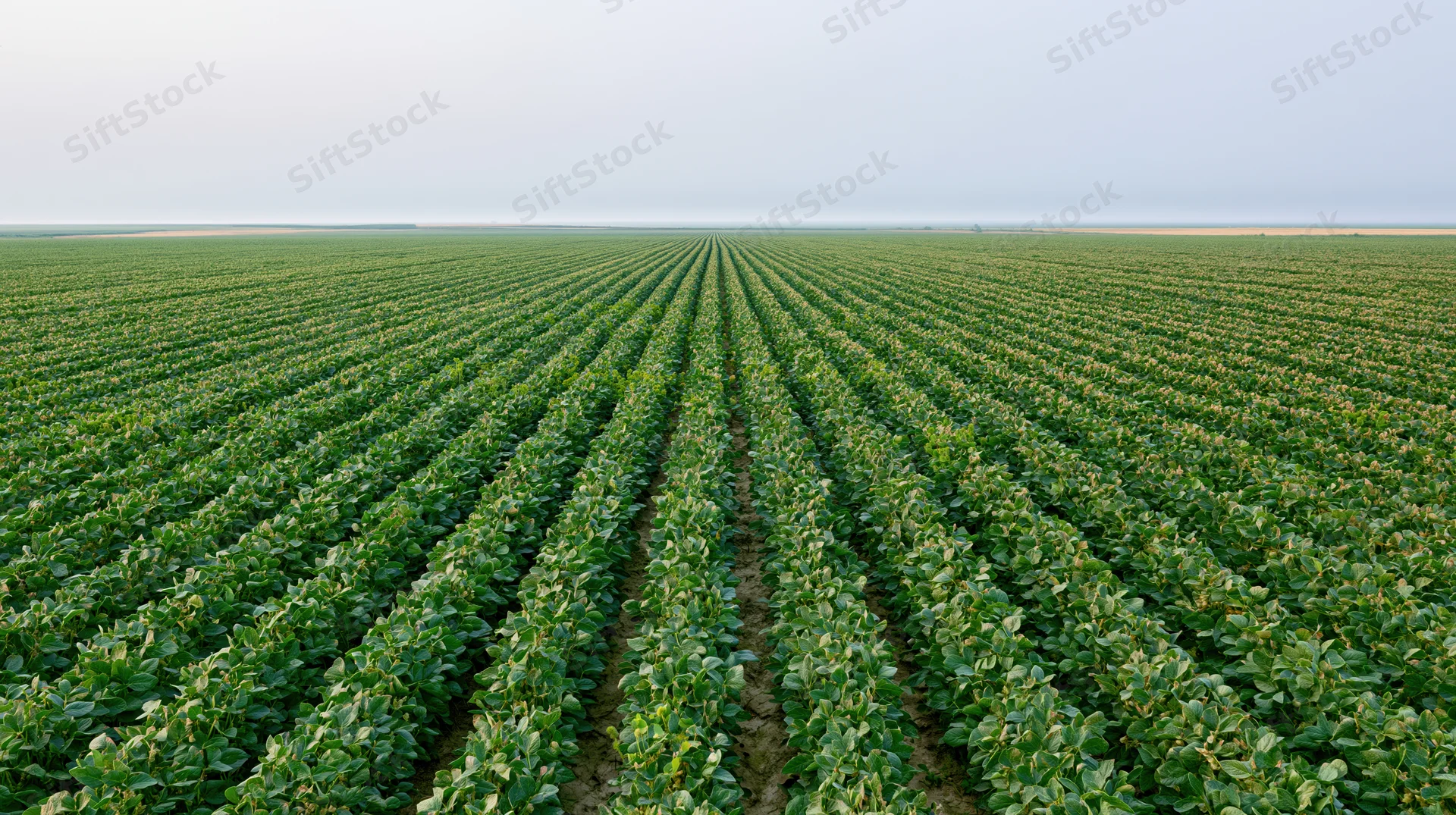 Vast soybean field with rows of green plants stretching to the horizon under a pale sky