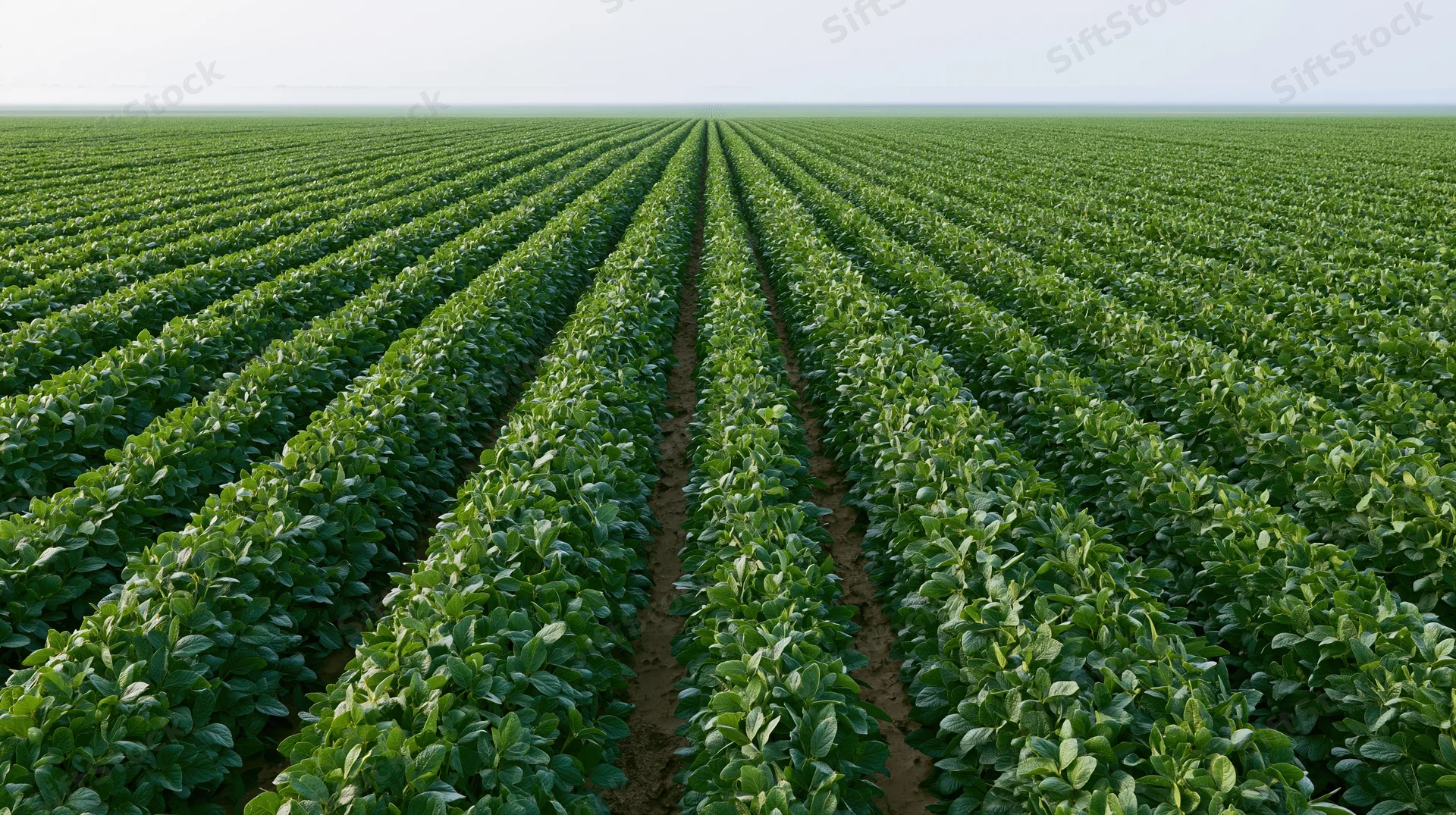 Rows of soybean plants stretching to the horizon in a vast cultivated field