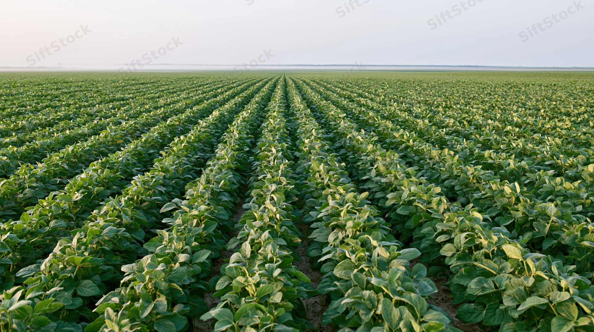 Rows of soybean plants stretching to the horizon in a vast cultivated field