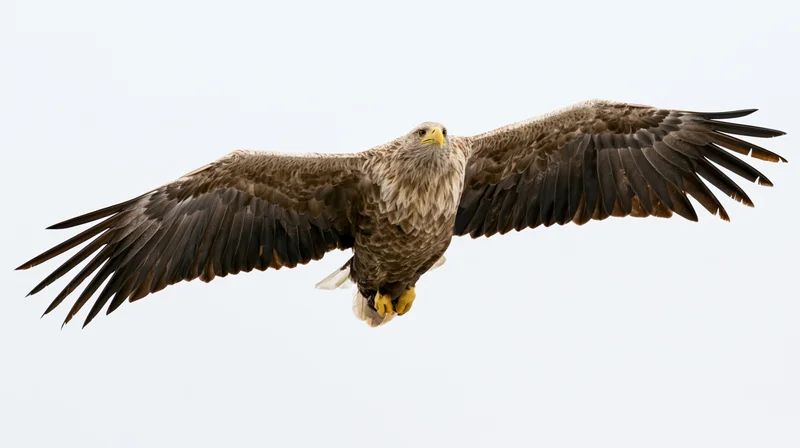 White-tailed eagle soaring with wings fully extended against a clear sky