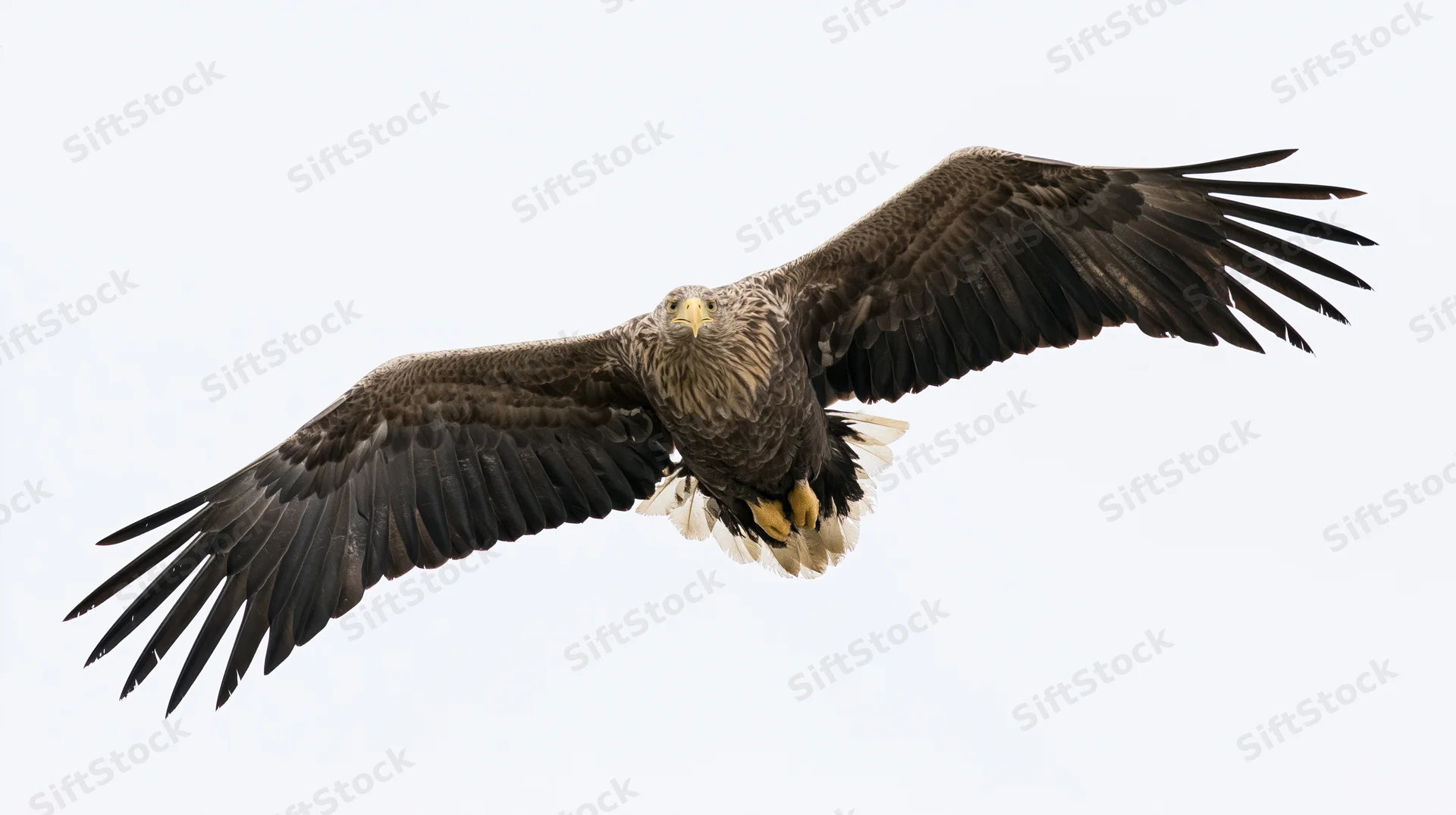 White-tailed eagle soaring with wings fully spread against a plain sky