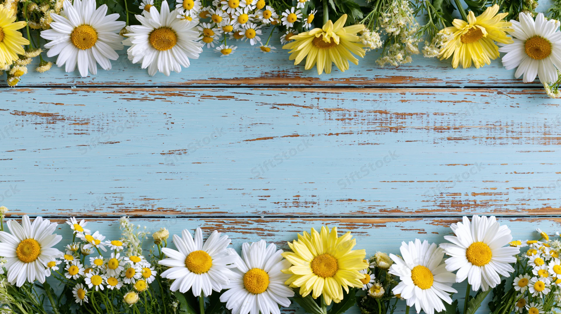 White and yellow daisies and chamomile arranged in a border on a weathered blue wooden surface with copyspace in the center