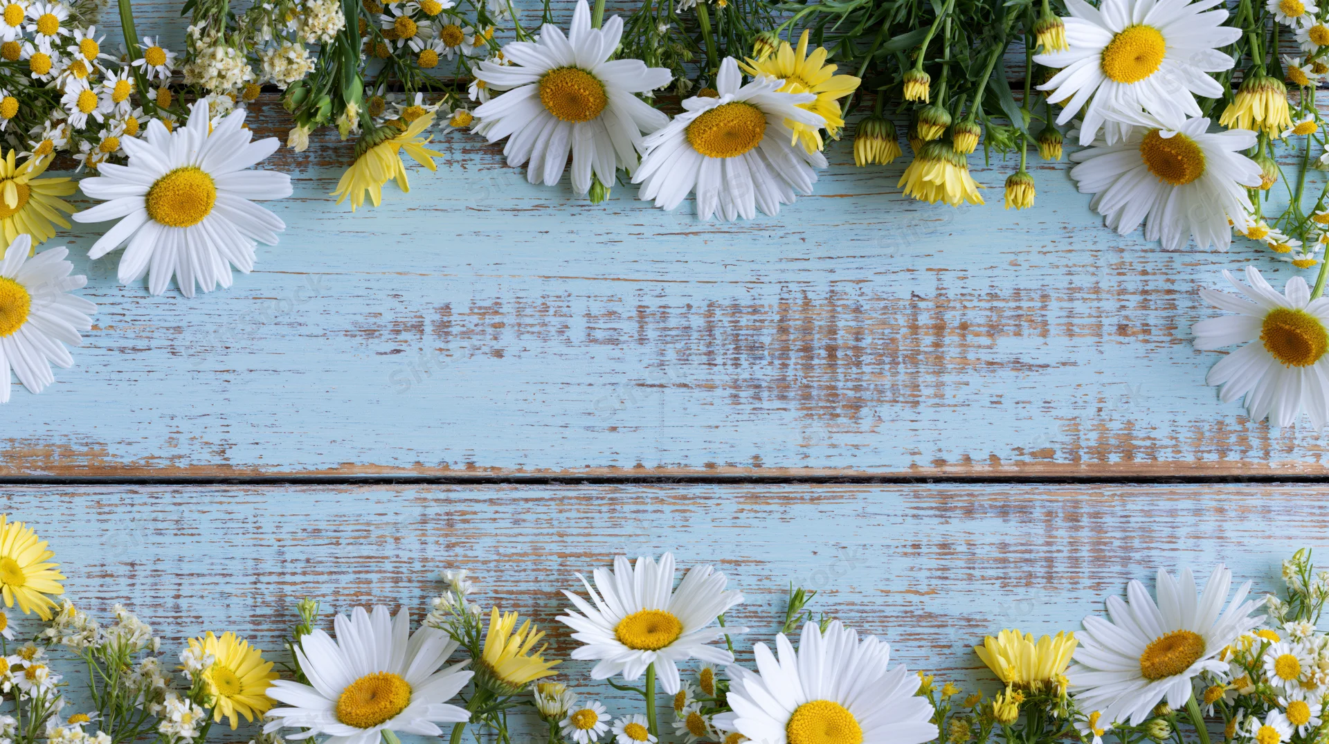 White and yellow daisies and chamomile arranged in a border on a weathered blue wooden surface