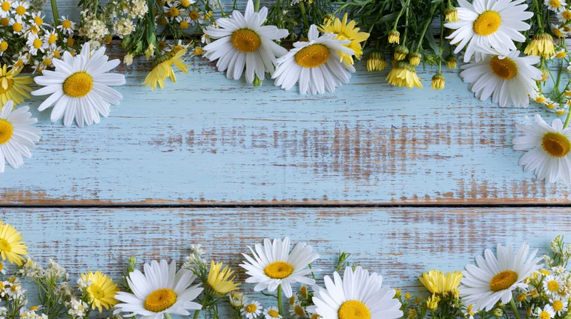 White and yellow daisies and chamomile arranged in a border on a weathered blue wooden surface