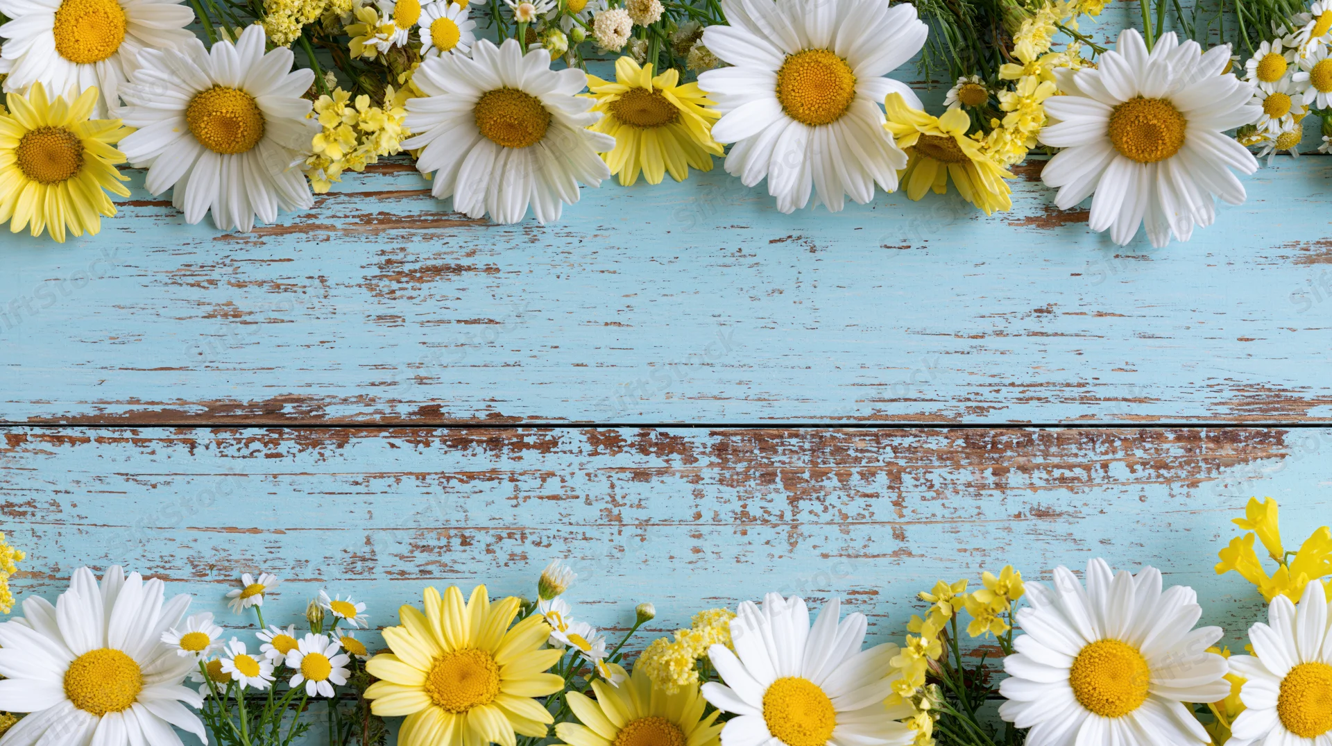 White and yellow daisies and chamomile arranged in a border along the top and bottom of a weathered blue wooden surface