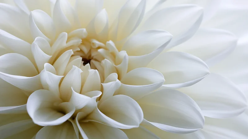 Closeup of white dahlia bloom with soft light and centered petals filling the frame