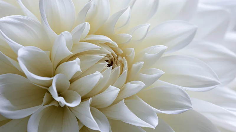Closeup of white dahlia bloom with layered petals in soft focus