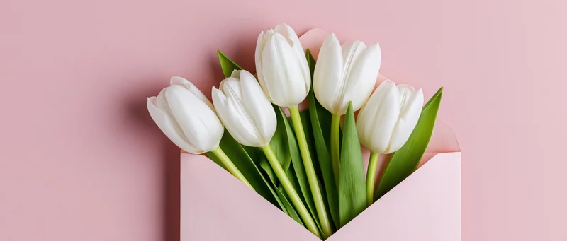 White tulips arranged in an open pink envelope on a pink surface
