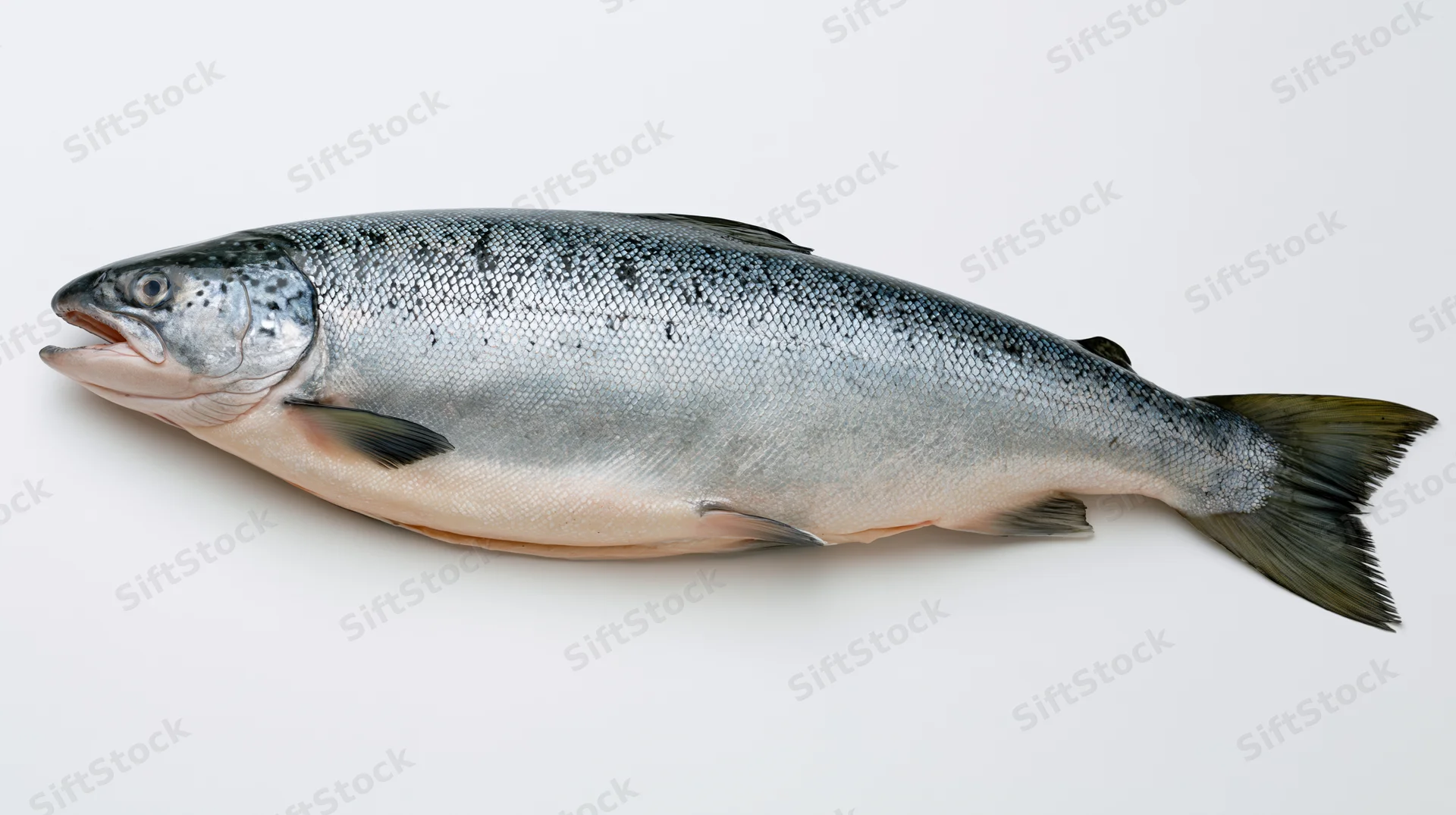 Whole fresh atlantic salmon lying on its side on white background
