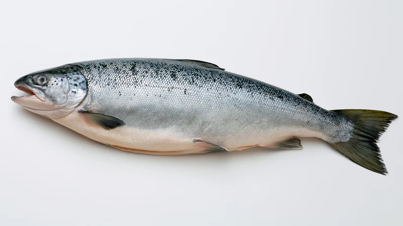 Whole fresh atlantic salmon lying on its side on white background