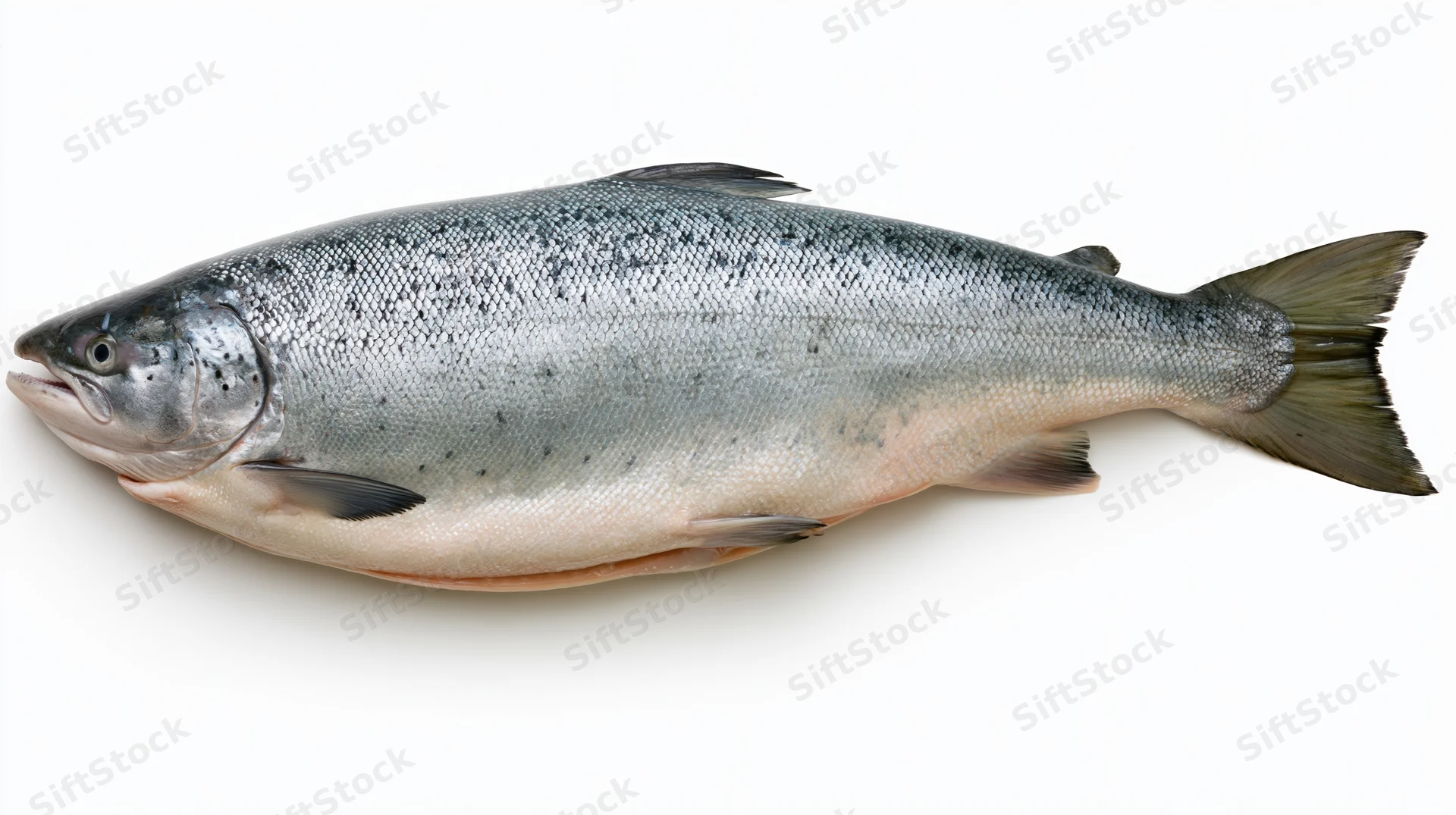 Whole fresh atlantic salmon lying on its side on white background